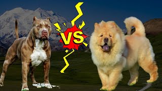 AMERICAN PITBULL VS CHOW CHOW  COMPARAÇÃO ENTRE AS RAÇAS [upl. by Sapphera425]