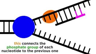 DNA Replication Copying the Molecule of Life [upl. by Enael]