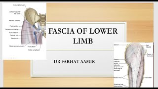 Fascia of Lower Limb [upl. by Assenov]