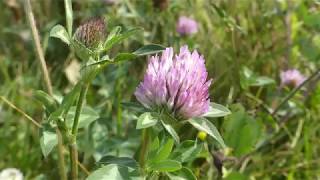 How to Identify Red Clover [upl. by Appleby980]