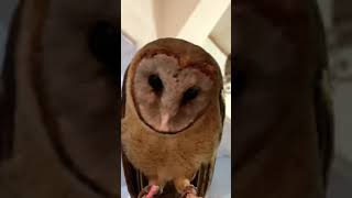 Barn Owl  Owl Calls and Sounds [upl. by Staford]