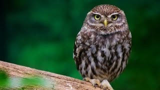 Little Owl Sounds and Pictures [upl. by Silecara]