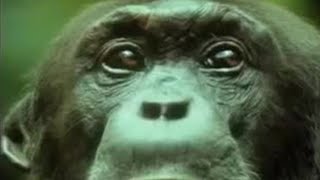 Chimpanzees Team Up to Attack a Monkey in the Wild  BBC Studios [upl. by Aicela]