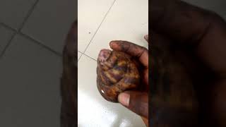 Simple Difference Between Snail Achatina Achatina and Achatina Marginata [upl. by Eyssej]