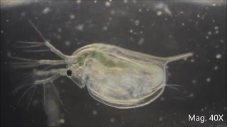 Daphnia magna under the Microscope [upl. by Iphigeniah26]