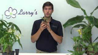 Staghorn Fern Growing Guide amp How to Mount [upl. by Nivej]