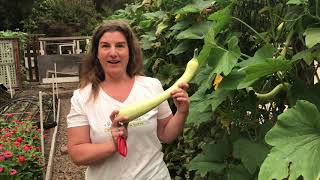 Growing Trombetta Climbing Summer Squash [upl. by Eniledam116]