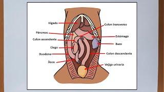 Abdomen del perro  Anatomía veterinaria [upl. by Drhcir556]