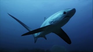 Thresher Sharks Kill Prey With Tail Like A Whip  SHARK WEEK [upl. by Lidia]