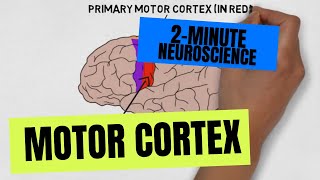 2Minute Neuroscience Motor Cortex [upl. by Yerd]