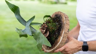 How to Mount a Staghorn Fern [upl. by Odell]