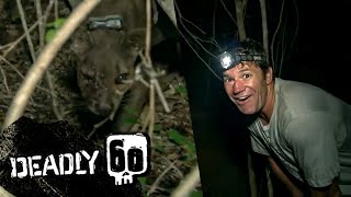 Rare Fossa sighting in Madagascar  Deadly 60  BBC Earth Kids [upl. by Lertnom]