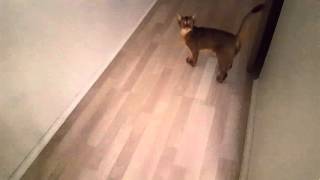 Abyssinian cat is talking [upl. by Conias748]