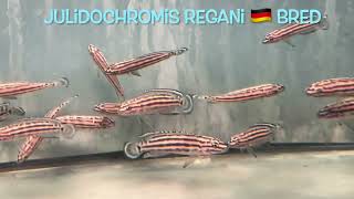 Julidochromis regani 🇩🇪 bred [upl. by Sito]