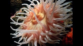 Facts The Sea Anemone [upl. by Aniloj]