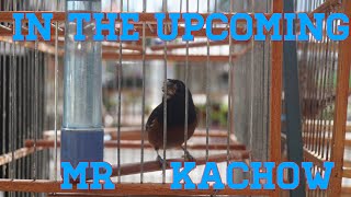 Trinidad bullfinch singing MR KACHOW [upl. by Buchanan862]