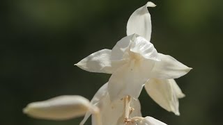 Yucca Plant [upl. by Goddord]