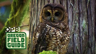 Last Call Tracking The Sound Of The Spotted Owl’s Extinction [upl. by Dean608]