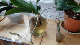 Water Culture for Orchids Fertilizing amp Care Tips Ive Learned from ExperienceNov 2020 [upl. by Henriques]