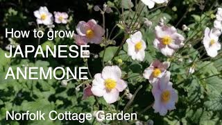 How to grow Japanese Anemone [upl. by Drhacir]