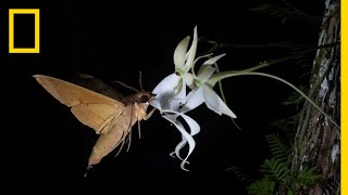 Rare Ghost Orchid Has Multiple Pollinators  Short Film Showcase [upl. by Legge561]