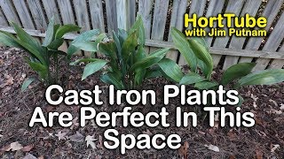 Cast Iron Plants Are Perfect For This Space [upl. by Hueston713]