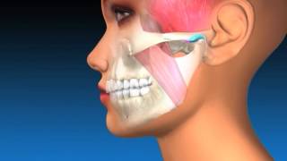 TMJ Explanation amp Therapy [upl. by Nnayar]