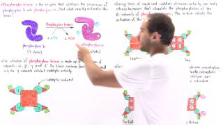 Activation of Phosphorylase Kinase [upl. by Anikat]