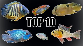 Top 10 Most quotPeacefulquot Cichlids [upl. by Esilehc777]