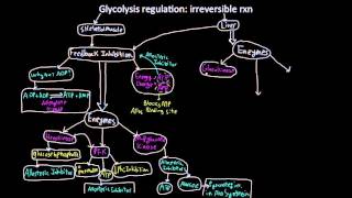 Glycolysis regulation at the skeletal muscle and liver [upl. by Eelak]