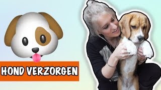 Hoe verzorg je jouw hond  DierenpraatTV [upl. by Deedee]