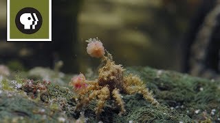 Boxer Crab Fights off Pufferfish [upl. by Margherita]