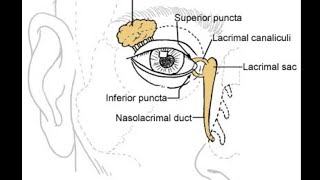 Orbital anatomy tutorial [upl. by Dieterich]