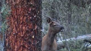 Lost Elk Calf Sound  Best Calf Sound on the Internet [upl. by Olyhs460]