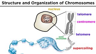 Chromosome Structure and Organization [upl. by Ecnahoy]