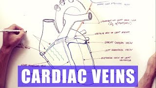 Cardiac Veins  Anatomy tutorial [upl. by Airetal604]