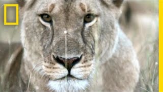 Enter Serengeti Lions World  National Geographic [upl. by Willis675]