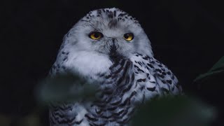 12 Hours Owls amp Crickets At Night BLACK SCREEN Ambient Nature Sounds For Sleep amp Relaxation [upl. by Niwrad]