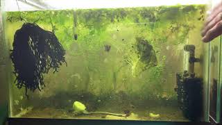 Scuds Daphnia Cherry Shrimp Copepods My aquatic food culture [upl. by Enimassej]