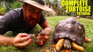 The Ultimate Radiated Tortoise Care Instructions [upl. by Aysahc468]