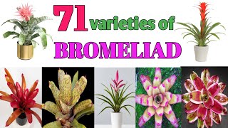 71 Bromeliad Plant Varieties Plant and Planting [upl. by Brander]