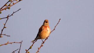 Common Linnet Singing [upl. by Name835]