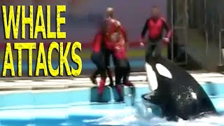 KILLER WHALE ATTACKS HELPLESS PERFORMER AT WATER PARK [upl. by Eyks]