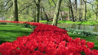 Keukenhof garden 2019 Lisse Netherlands [upl. by Neelat224]