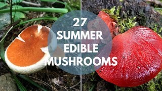 Wild Mushrooms You Can Eat Summer Edition [upl. by Hansen612]