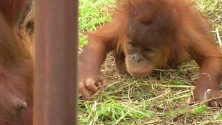 Baby Orangutan POPO 03  Start Crawling [upl. by Aleedis161]