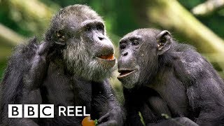 Chimpanzees are ‘just like us’  BBC REEL [upl. by Eitisahc822]