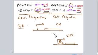 PositiveNegative RepressibleInducible Gene Regulation [upl. by Pontius822]