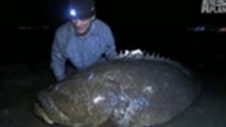 350lb American Grouper  River Monsters [upl. by Salangi]