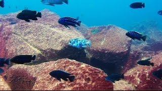 Maingano Island Lake Malawi  African Cichlids  HD Underwater Footage [upl. by Aelgna902]